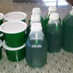 Pine Gel