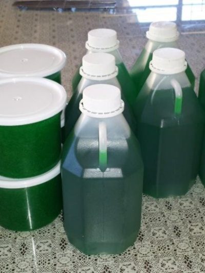 Pine Gel